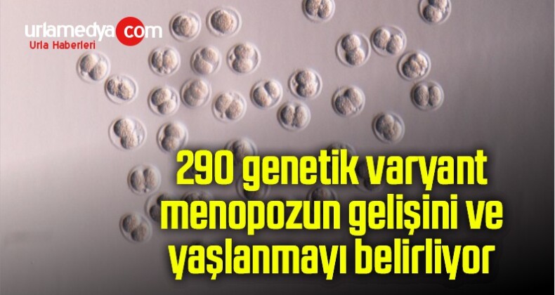 290 genetik varyant menopozun gelişini ve yaşlanmayı belirliyor