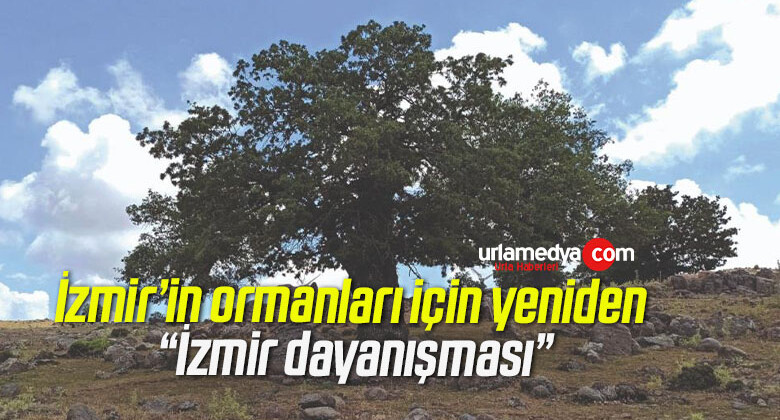 İzmir’in ormanları için yeniden “İzmir dayanışması”