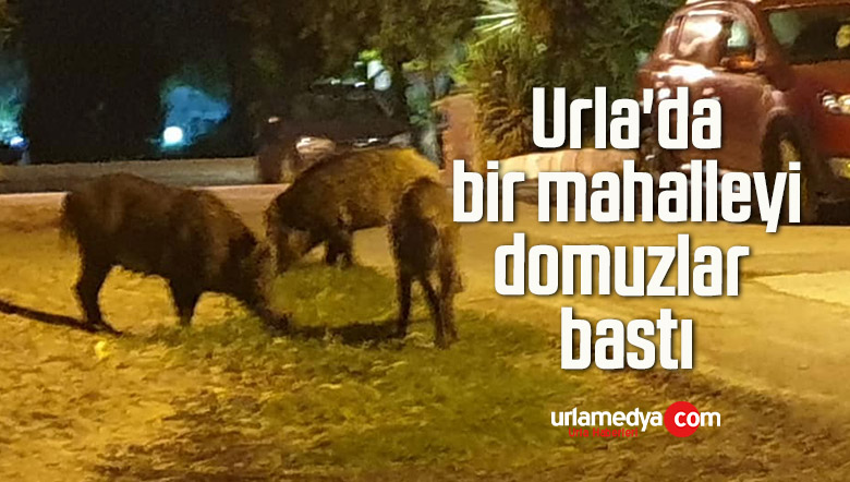Urla’da bir mahalleyi domuzlar bastı