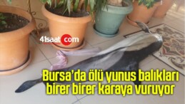 Bursa’da ölü yunus balıkları birer birer karaya vuruyor