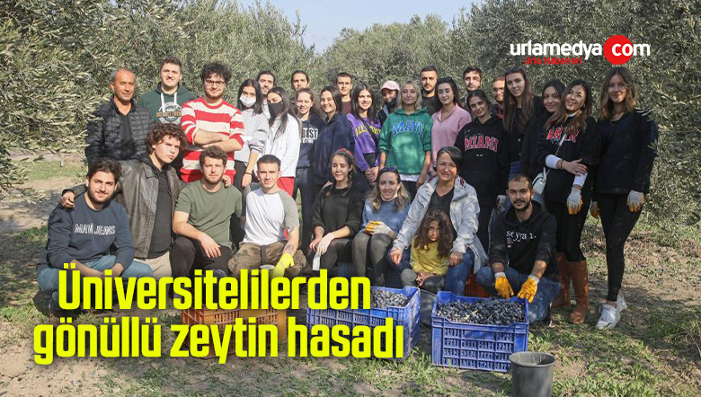 Üniversitelilerden gönüllü zeytin hasadı