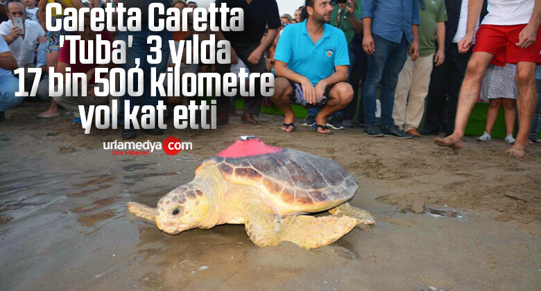 Caretta Caretta ‘Tuba’, 3 yılda 17 bin 500 kilometre yol kat etti