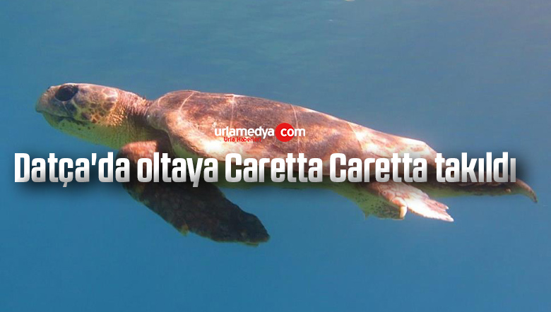 Datça’da oltaya Caretta Caretta takıldı