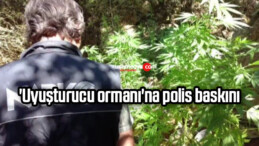 ‘Uyuşturucu ormanı’na polis baskını