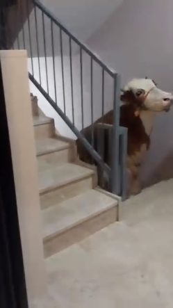 KESMEK İÇİN BÜYÜKBAŞ HAYVANI 6'INCI KATA ÇIKARDI